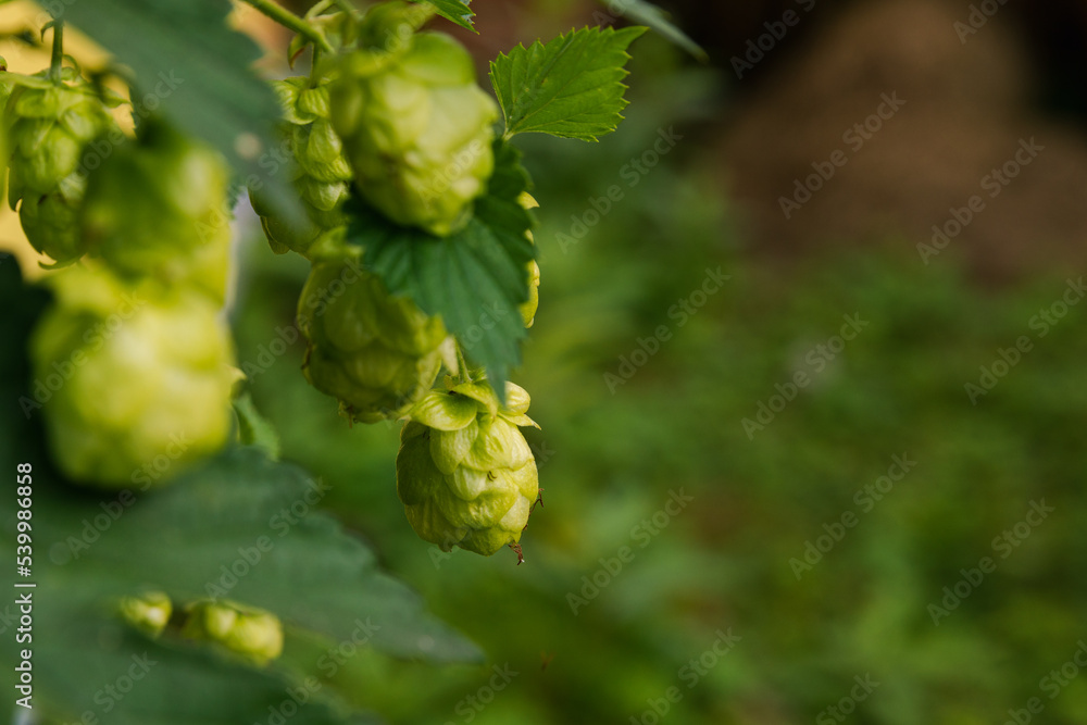 Farming and agriculture concept. Green fresh ripe organic hop cones for making beer and bread, close up. Fresh hops for brewing production. Hop plant growing in garden or farm Farming and agriculture concept. Green fresh ripe organic hop cones for making beer and bread, close up. Fresh hops for brewing production. Hop plant growing in garden or farm