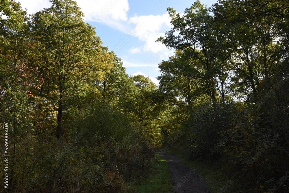 a walk through Monkwood in Worcestershire during autumn a walk through Monkwood in Worcestershire during autumn