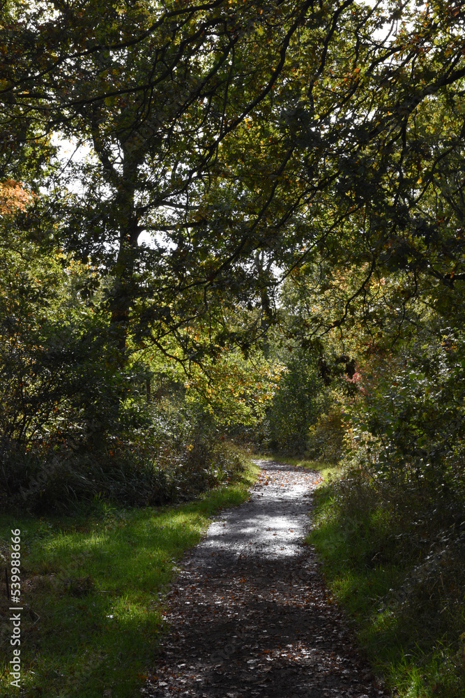 a walk through Monkwood in Worcestershire during autumn a walk through Monkwood in Worcestershire during autumn