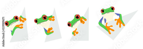 red-eyed tree frog cute and paper