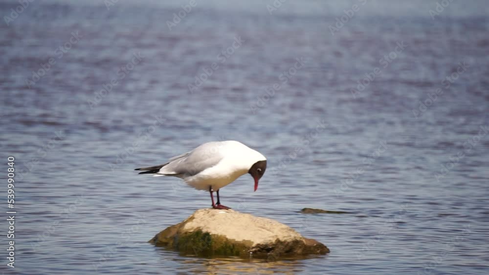 Bird on the sea isolated on water background. Footage. Seagull on a lonely stone on the sea coast. Autumn cold water. Bird on the sea isolated on water background. Footage. Seagull on a lonely stone on the sea coast. Autumn cold water.