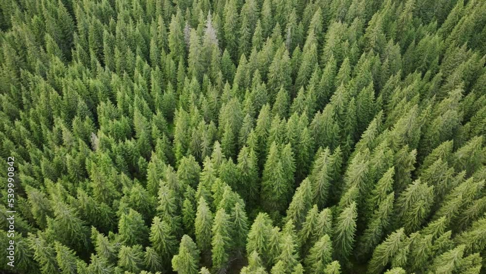 Aerial view of trees. Green forest in Romania Carpathian Mountains during summer. Conifers, above, flying, drone, tops, luscious green. 4K Drone Video Footage Aerial view of trees. Green forest in Romania Carpathian Mountains during summer. Conifers, above, flying, drone, tops, luscious green. 4K Drone Video Footage