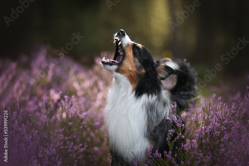 Bellender Hund in der Heide photo