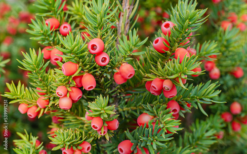 Taxus baccata in autumn with bright red fruits  poisonous plant.
