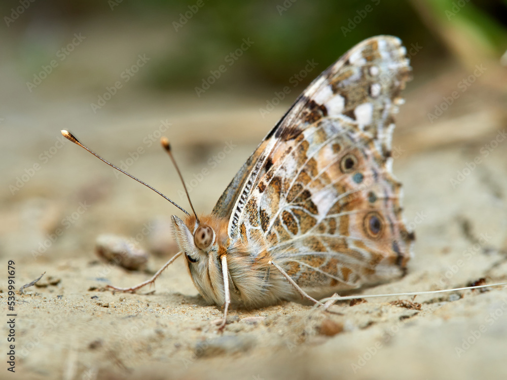 Fototapeta premium Painted lady butterfly. Vanessa cardui