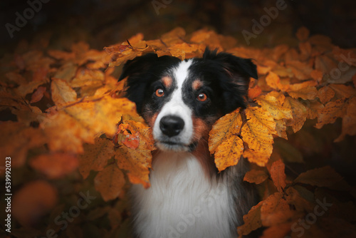 Herbstliches Hundeportrait