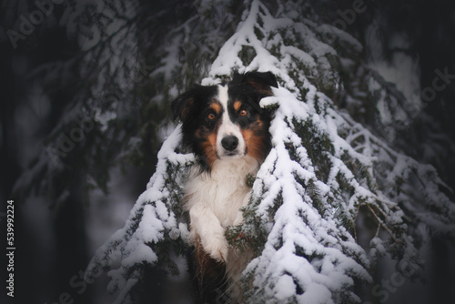 Hund im Schnee