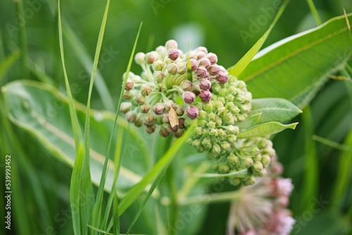 Closeup shot of a lesser grapevine looper moth on a milkweed plant photo