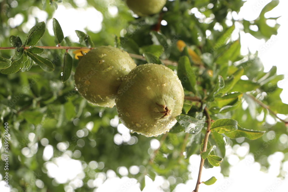 Obraz premium Granada