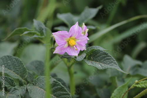 Der Kartoffelbaum bl  ht. Sch  ner Bl  tenstand. Pink Bl  tenbl  tter. Gelbes Staubblatt. Nahaufnahme der landwirtschaftlichen Anlage. Kartoffel mit   ppigen Bl  ttern. Gr  n im Hintergrund. Tageslichtfoto. 