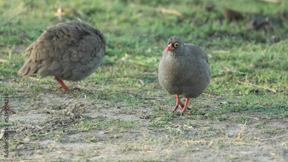 Two red-billed spurfowl preening and pecking at the ground in Khwai, Botswana. Two red-billed spurfowl preening and pecking at the ground in Khwai, Botswana.