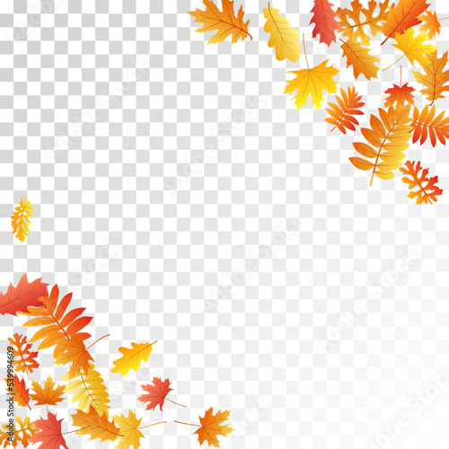 Oak  maple  wild ash rowan leaves vector  autumn foliage on transparent background.