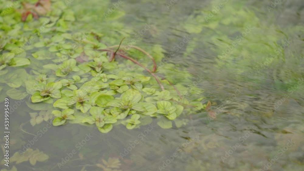 The river flows among the green flowers in the water The river flows among the green flowers in the water