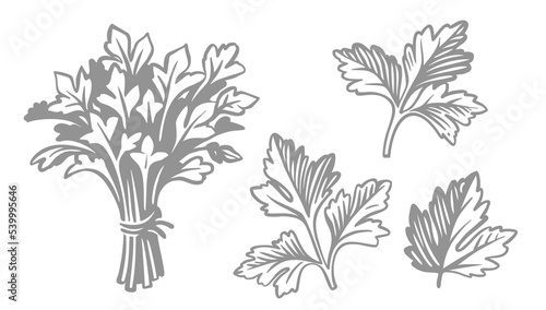 Parsley sketch. Bunch hand drawn herb and spice. Vintage green