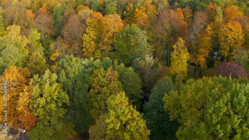 Flying to the right top view of trees in the park with different tones of yellow hues. View of the park in autumn with yellow leaves on the trees Flying to the right top view of trees in the park with different tones of yellow hues. View of the park in autumn with yellow leaves on the trees