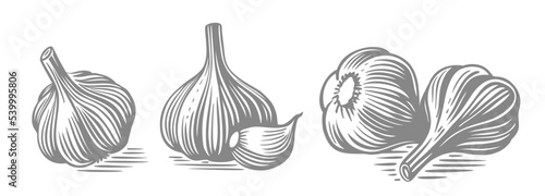 Garlic hand drawn. Drawings engrave sketch.