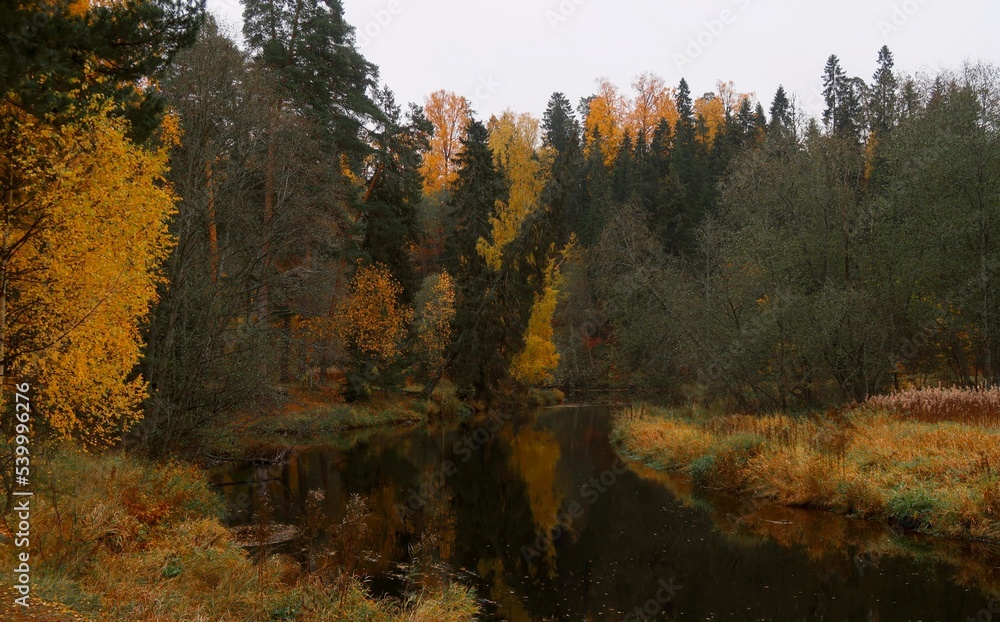 Fototapeta premium autumn in the forest