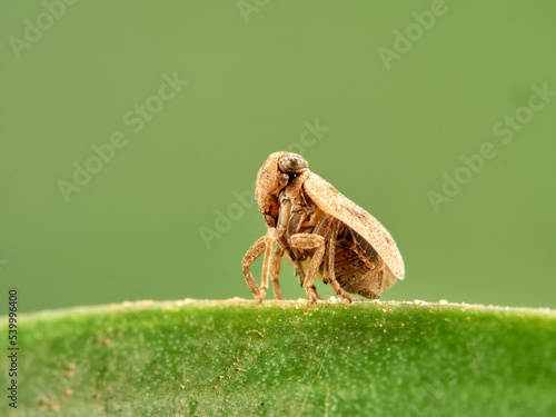Issid Planthoppers insect. Family Issidae.       photo