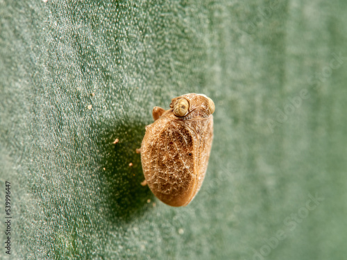 Issid Planthoppers insect. Family Issidae.       photo