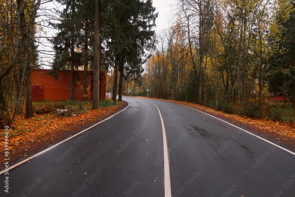 Fototapeta premium road in autumn