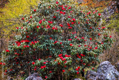 Closeup of Rhododendron arboreum bushes near stones, yellowing grass background photo