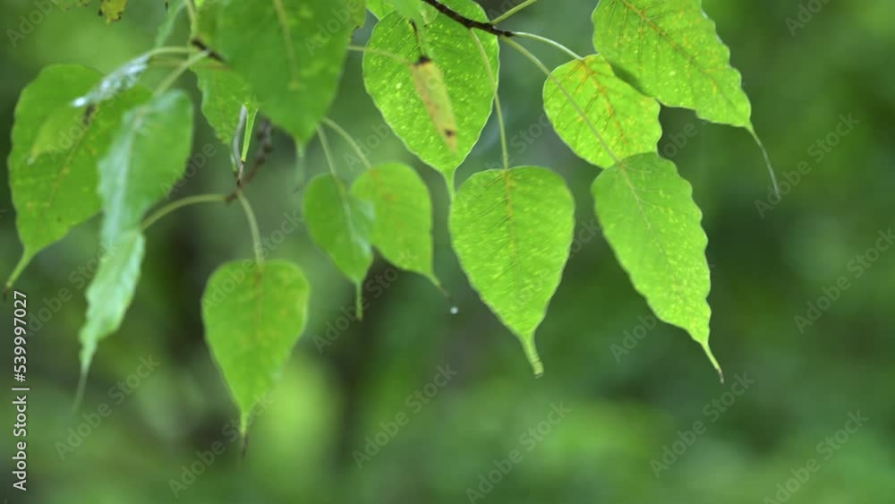 Raining shower in the dense forest, close-up of rainfall in jungle, water droplets fixed on green leaves, Raining day in tropical forest. rain drop on bodhi leaf.Heavy Rain Falling on bodhi Tree Leaf. Raining shower in the dense forest, close-up of rainfall in jungle, water droplets fixed on green leaves, Raining day in tropical forest. rain drop on bodhi leaf.Heavy Rain Falling on bodhi Tree Leaf.
