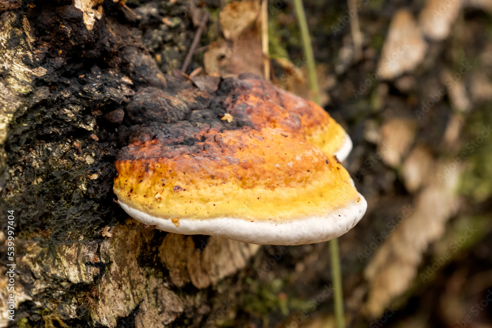 Chaga mushroom or birch fungus growing on bark of birch tree trunk close up Chaga mushroom or birch fungus growing on bark of birch tree trunk close up