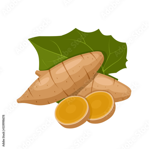 Vector illustration, Yakon root or Smallanthus sonchifolius, with green leaves, isolated on white background. photo
