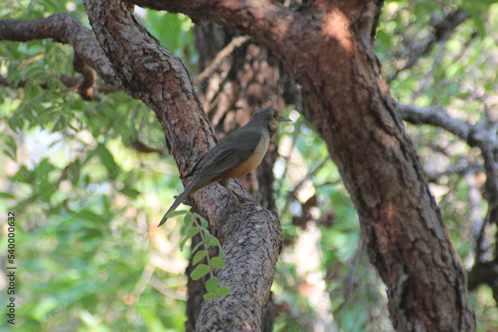 brown bird on tree
