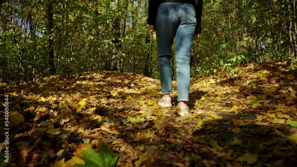 Woman Legs Walking On Fallen Leaves. Stylish Woman Legs In Leather Shoes Walking On Vacation Holiday In Cold Autumn Day. Female Feet Wearing Jeans And Shoes Walking On Fallen Leaves.Fall November Park Woman Legs Walking On Fallen Leaves. Stylish Woman Legs In Leather Shoes Walking On Vacation Holiday In Cold Autumn Day. Female Feet Wearing Jeans And Shoes Walking On Fallen Leaves.Fall November Park