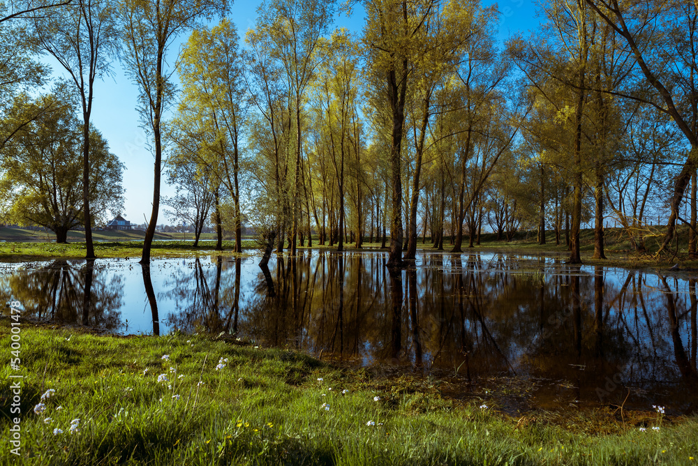 Obraz premium Pond, trees and grass with reflection in water on lower rhine river