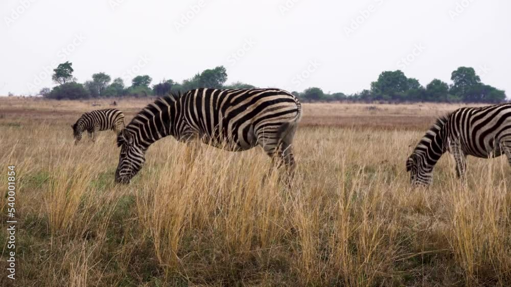 A herd of zebras eating in the savanna of Africa A herd of zebras eating in the savanna of Africa