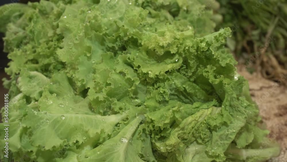 Lettuce is a vegetables for use salad. Lettuce is a vegetables for use salad.