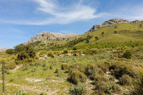 Montañas de la Serra de Tramuntana de Mallorca con un rebaño de ovejas pastando. Islas Baleares, españa.
