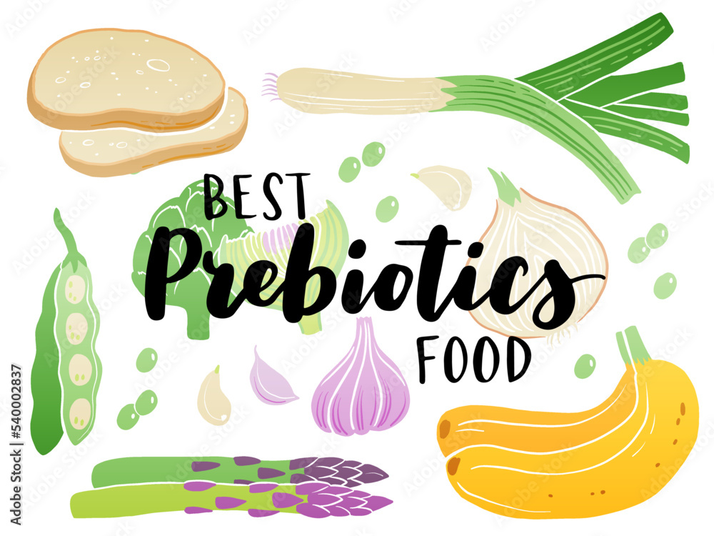 Prebiotic products, sources of these bacteria, nutrient rich food. Flat vector illustration of