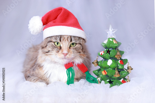 Cat with big Green Eyes in a Santa Claus hat lies on a white background near a small toy Christmas tree. Winter season. Christmas Cat. New Year holiday background. Greeting card. 