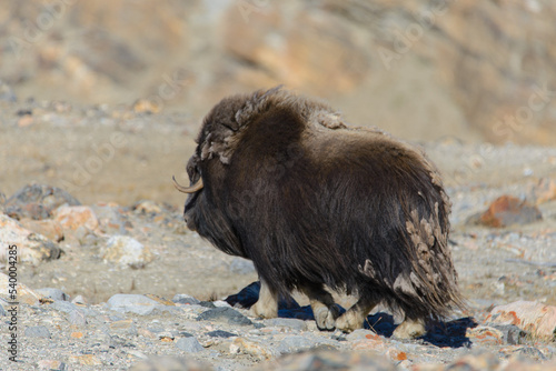 Muskox (Ovibos moschatus) in Greenland tundra