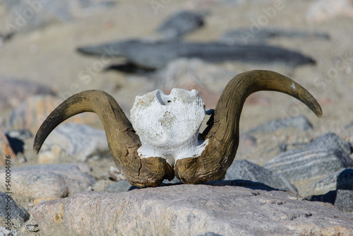 Muskox's skull (Ovibos moschatus) in Greenland tundra © Alexey Seafarer