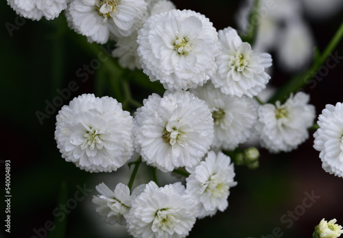 Small white flowers