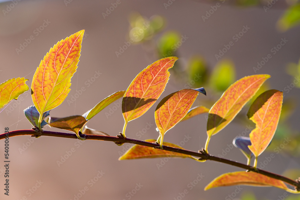 Naklejka premium Red purple leaf plum leaves in autumn