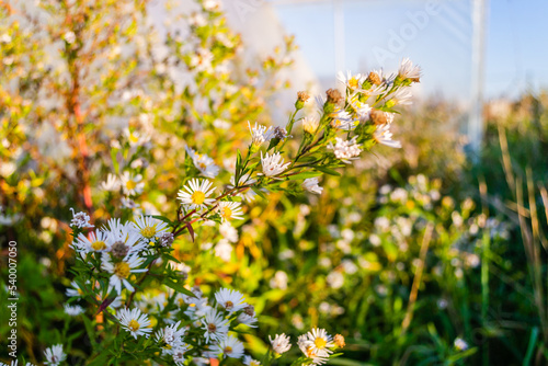 Symphyotrichum lanceolatum. Lanceolate aster blooms in a lush bush in a summer garden.