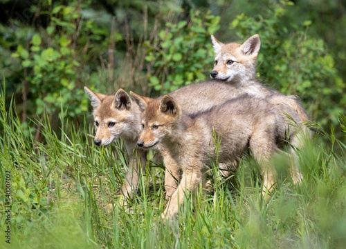 Group of Coyote Puppies, Canis latrans venturing forth on a grass photo