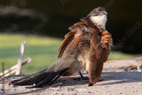 Tableau sur toile Coucal de Burchell,.Centropus burchellii, Burchell's Coucal