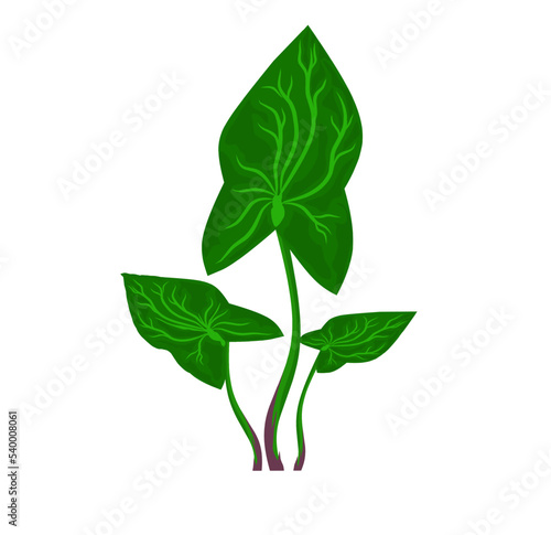 Broadleaf arrowhead, or duck-potato (Sagittaria latifolia), edible and medicinal plant.