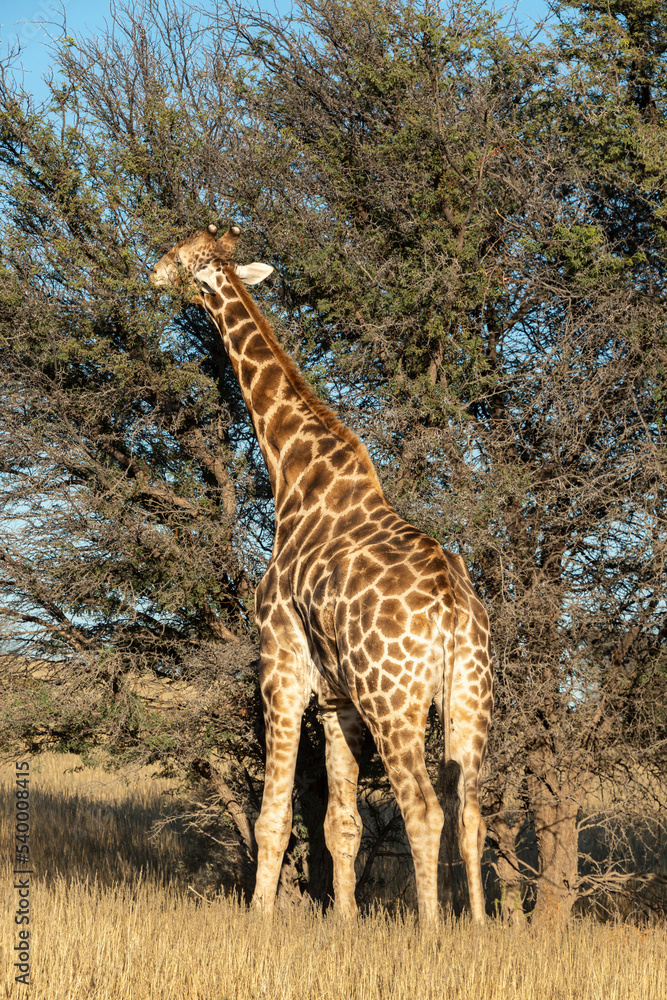 Obraz premium Girafe, Giraffa Camelopardalis, Parc national Kruger, Afrique du Sud
