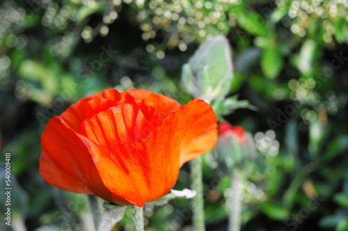 Klatschmohn  Papaver rhoeas   Blumenwiese  Baden-W  rttemberg  Deutschland  Europa