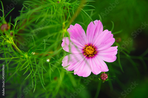 Closeup Nature Photography of a Pink Purple Flower Bloom Growing in a Green Garden with Petals Fully Open