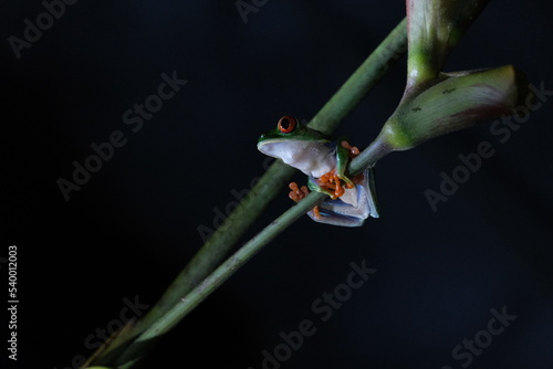 Rotaugenlaubfrosch