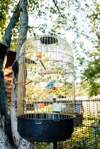 blue wavy parrot in a white cage near a dirty mirror. Pet. bird in captivity