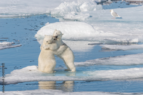 Photography Two young wild polar bear cubs playing on pack ice in Arctic sea, north of Svalb